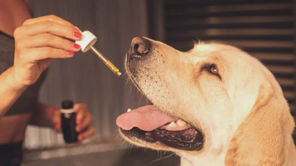 A hand coming from the left side with a dropper full of CBD oil for a dog. A golden retriever sits ready.