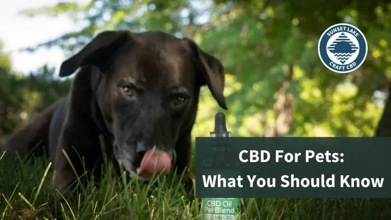 A dog licking his chops looking at a bottle of CBD oil. The text on the image reads "CBD For Pets: What You Should Know"