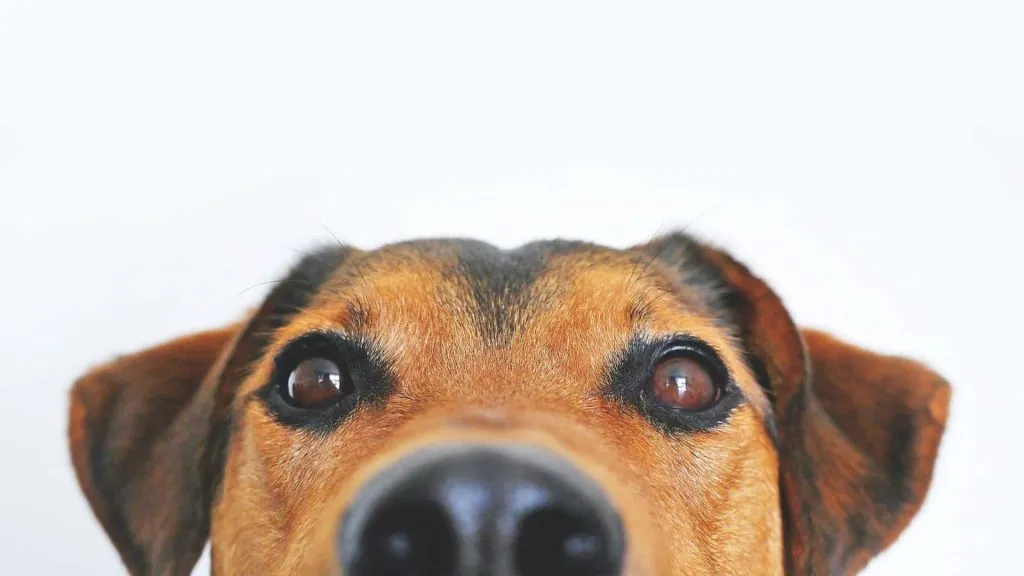 The top half of a dogs head. His nose is close to the camera and blurry.