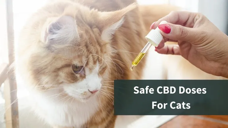 A cat next to a hand holding a dropper of CBD oil. The text reads Safe CBD Doses For Cats