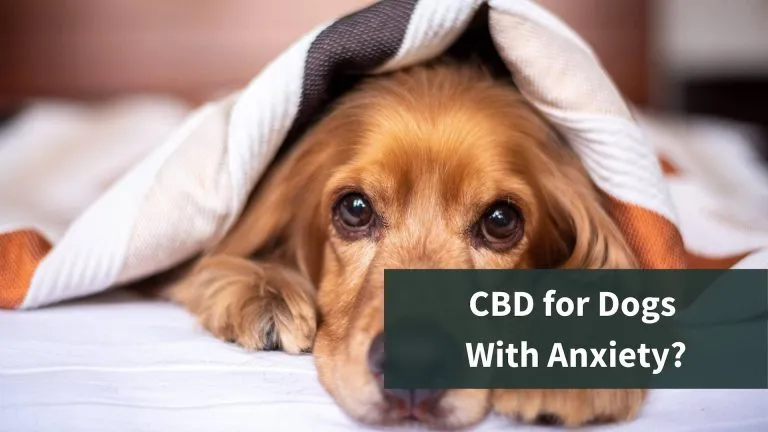 A cocker spaniel dog under a blanket. The text on the image reads "CBD for dogs with anxiety?"