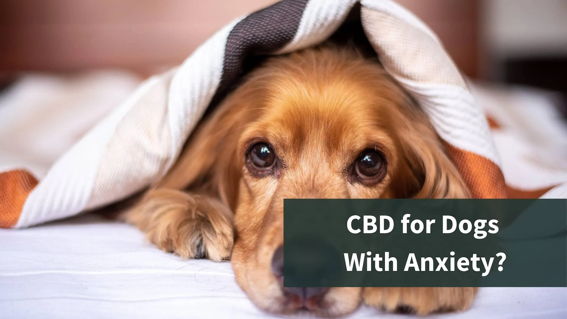 What are the Benefits of CBD for Dogs with Anxiety?