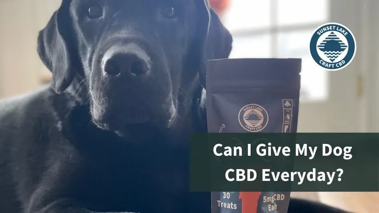 A picture of a black lab lying on the ground next to Sunset Lake's CBD Dog Snacks. The text reads "Can I Give My Dog CBD Everyday?"