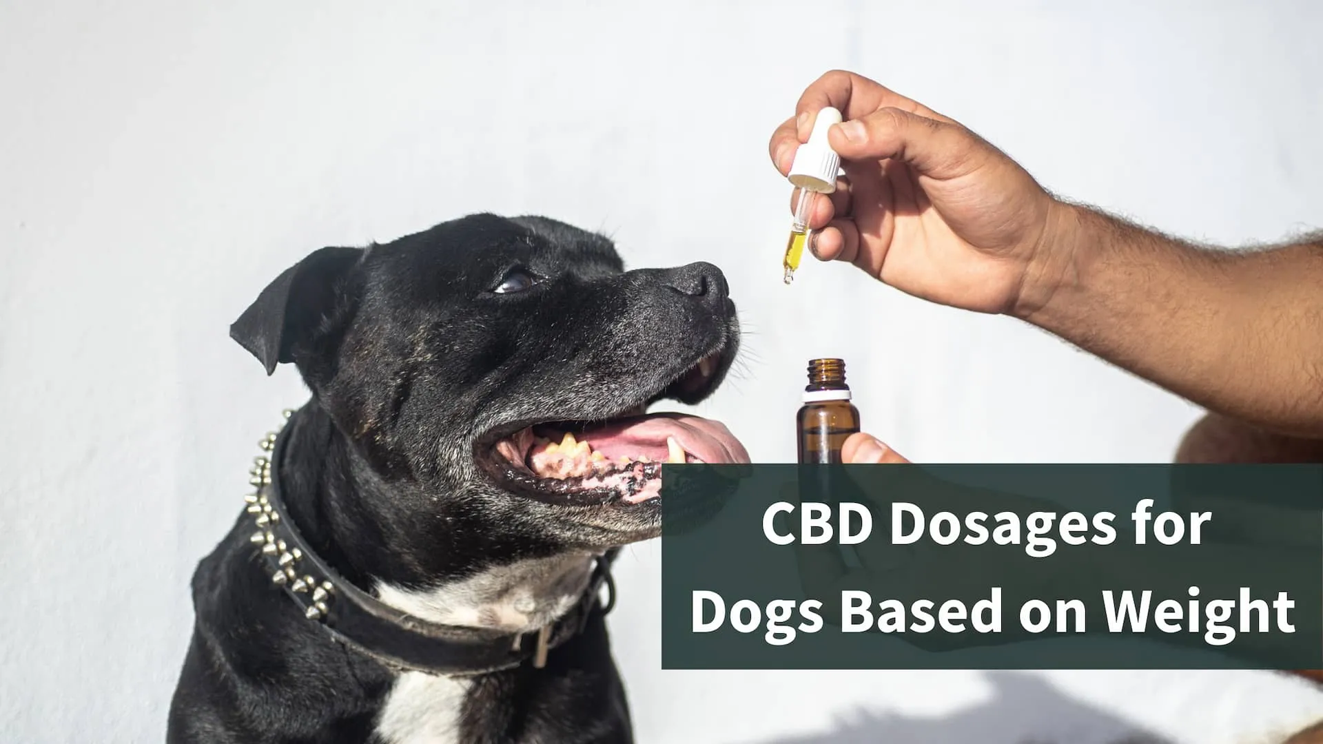 A black pitbull dog taking CBD from a hand person outside of frame. The text reads "CBD dosages for dogs based on weight."