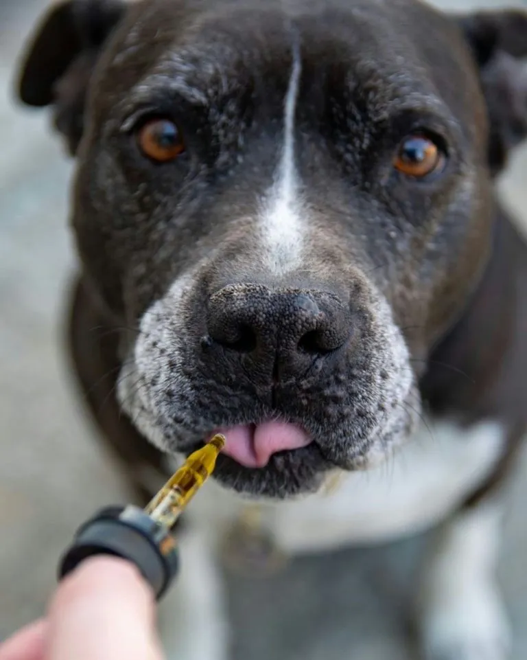 What Vets Say About CBD for Pets: Expert Insights