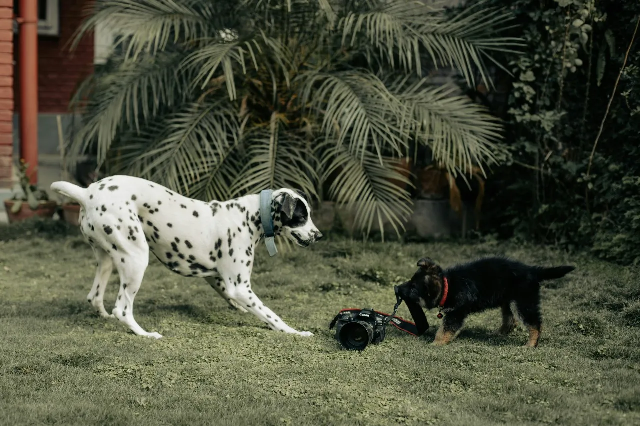 CBD for Pet Behavioral Issues: Aggression and Separation Anxiety