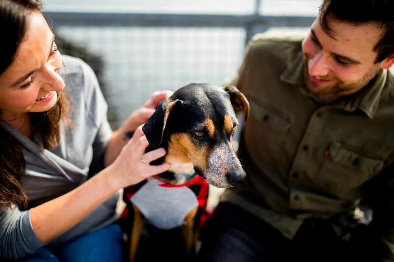 Practical Advice for Pet Owners About CBD Treats